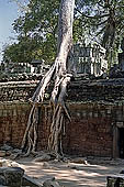 Ta Prohm temple - silk-cotton trees rising over the ruins